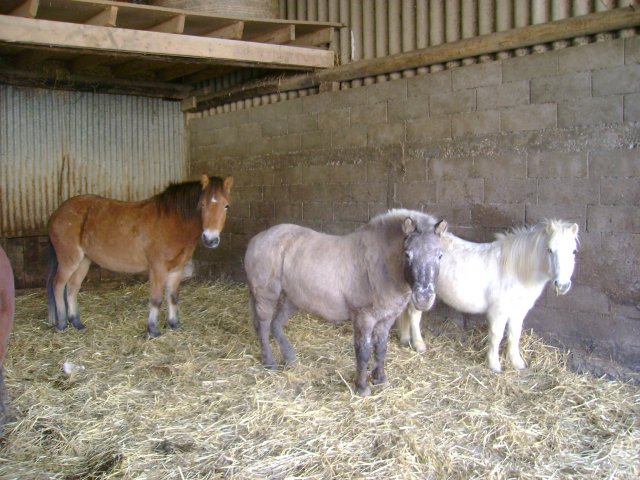 LES PONEYS